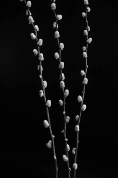 Herbarium Pussies Bouquet Flowers Dark Background Studio Photo Black White — Zdjęcie stockowe