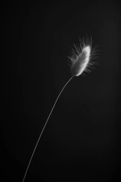 Herbarium Pussies Bouquet Flowers Dark Background Studio Photo Black White — Zdjęcie stockowe