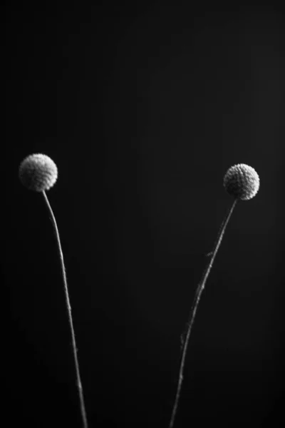 Herbarium Pussies Bouquet Flowers Dark Background Studio Photo Black White — ストック写真