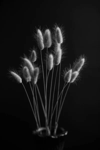 Herbarium Pussies Bouquet Flowers Dark Background Studio Photo Black White — Stock Fotó