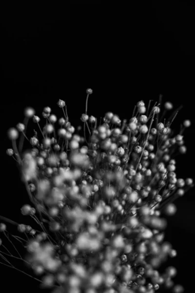 Herbarium Pussies Bouquet Flowers Dark Background Studio Photo Black White — Photo