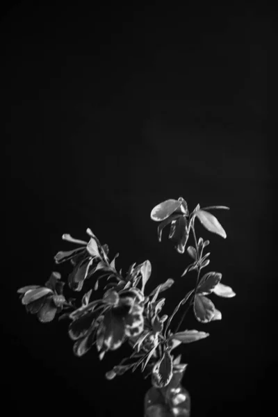 Herbarium Pussies Bouquet Flowers Dark Background Studio Photo Black White — Stockfoto