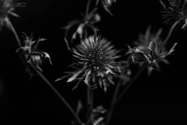 Herbario Coños Ramo Flores Sobre Fondo Oscuro Estudio Foto Flores —  Fotos de Stock