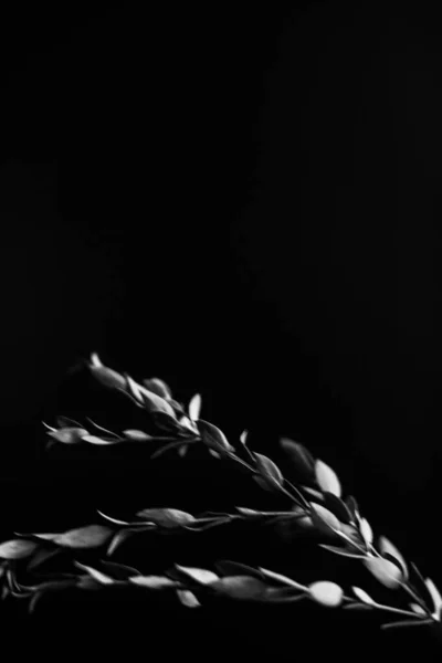 Herbarium Pussies Bouquet Flowers Dark Background Studio Photo Black White — Stockfoto