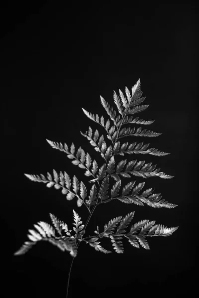 Herbarium Pussies Bouquet Flowers Dark Background Studio Photo Black White — 스톡 사진