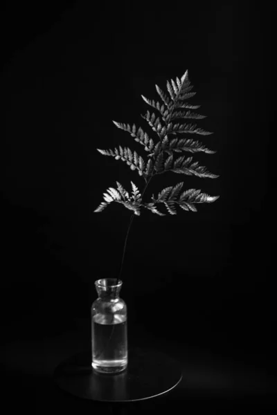 Herbarium Pussies Bouquet Flowers Dark Background Studio Photo Black White — Stok fotoğraf