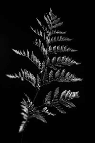 Herbarium Pussies Bouquet Flowers Dark Background Studio Photo Black White — 스톡 사진