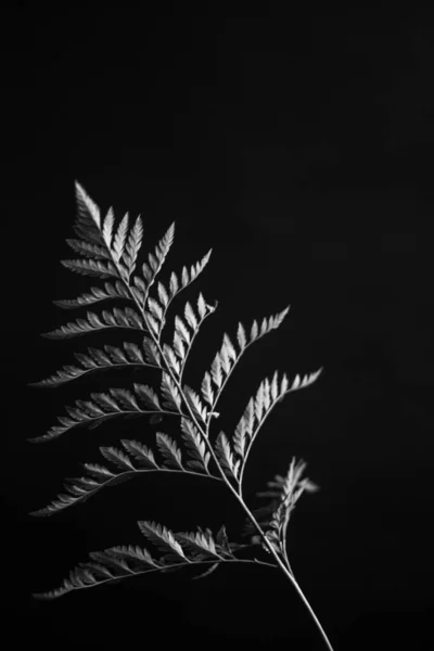 Herbarium Pussies Bouquet Flowers Dark Background Studio Photo Black White — ストック写真