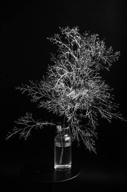herbarium, pussies, bouquet of flowers on dark background,studio photo black and white flowers and plants