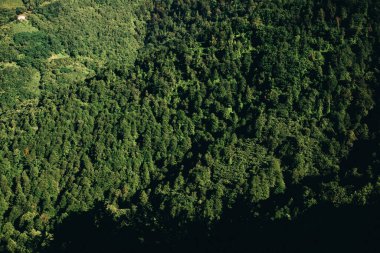 Bitkilerin doğal arka planı, doğanın renkli dokuları.