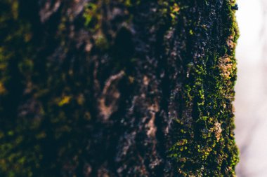 Bitkilerin doğal arka planı, doğanın renkli dokuları.