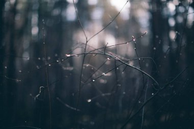 Bitkilerin doğal arka planı, doğanın renkli dokuları.