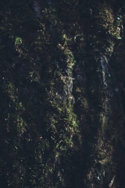 Bitkilerin doğal arka planı, doğanın renkli dokuları.