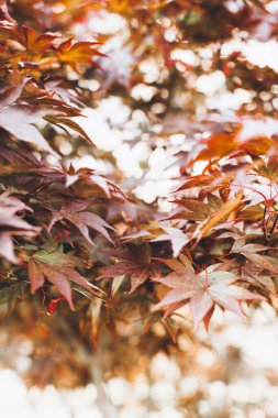 Bitkilerin doğal arka planı, doğanın renkli dokuları.