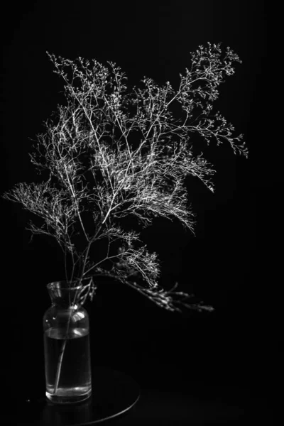 Herbarium Pussies Bouquet Flowers Dark Background Studio Photo Black White — Photo