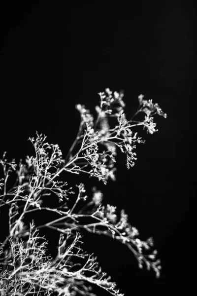 Herbarium Pussies Bouquet Flowers Dark Background Studio Photo Black White — Photo