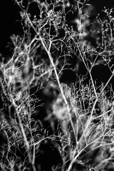 Гербарий Киски Букет Цветов Темном Фоне Студийное Фото Черно Белые — стоковое фото