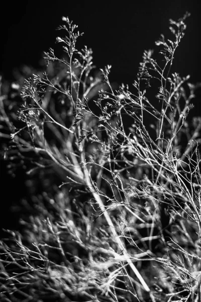 Herbarium Pussies Bouquet Flowers Dark Background Studio Photo Black White — Stock Fotó