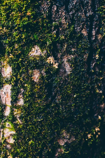 Přírodní Zázemí Rostlin Barevné Textury Přírody — Stock fotografie