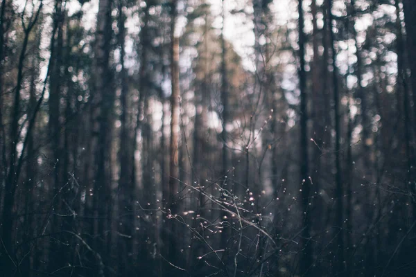 Natural Background Plants Colored Textures Nature — Stock Photo, Image