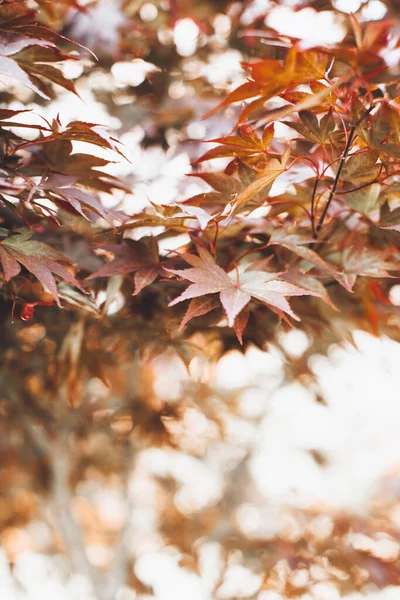 Natuurlijke Achtergrond Van Planten Gekleurde Texturen Van Natuur — Stockfoto