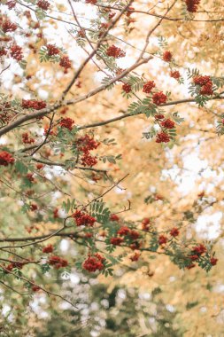 Bitkilerin doğal arka planı, doğanın renkli dokuları.