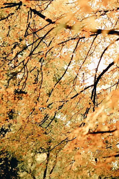 Natuurlijke Achtergrond Van Planten Gekleurde Texturen Van Natuur — Stockfoto