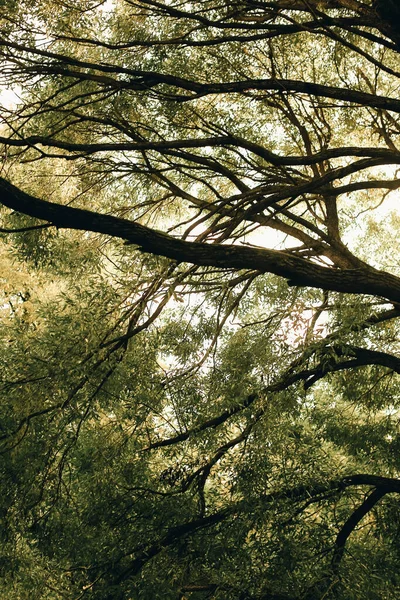 植物からの自然な背景 自然の色の質感 — ストック写真