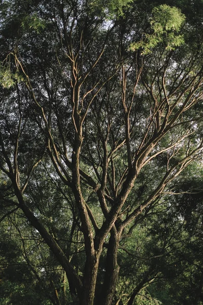 植物からの自然な背景 自然の色の質感 — ストック写真