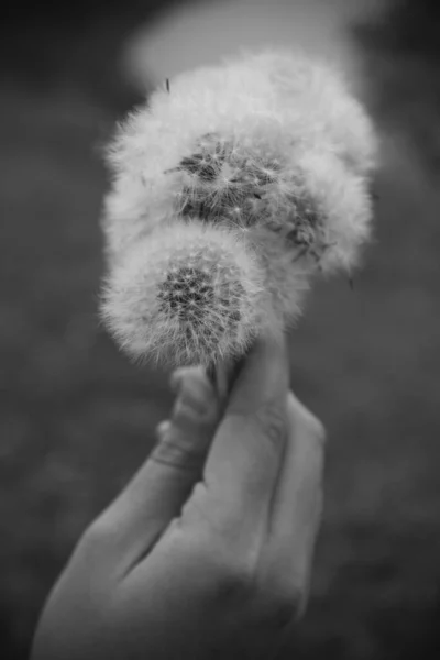 Servizio Fotografico Bianco Nero Natura Ritratto Una Bella Giovane Donna — Foto Stock