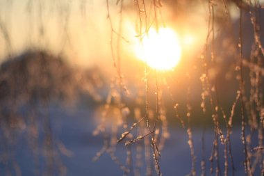 Bitkilerin doğal arka planı, doğanın renkli dokuları.