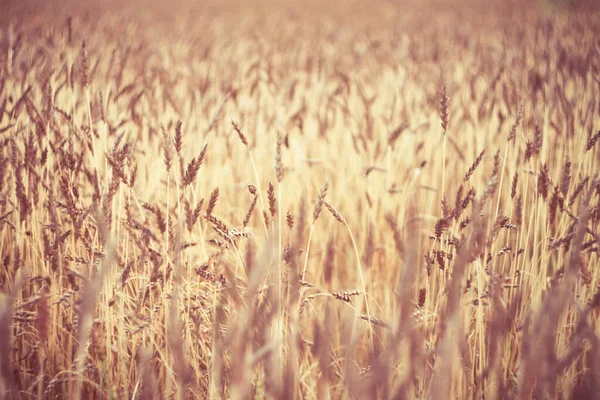 Natürlicher Hintergrund Von Pflanzen Farbige Texturen Der Natur — Stockfoto