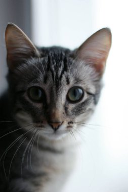 Kedi portresi, şirin bir kedinin portresi.