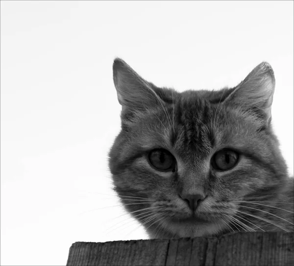 Gros Plan Portrait Chat Portrait Chat Mignon — Photo