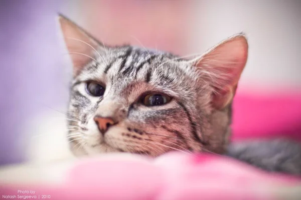 Cat Closeup Portret Portretul Unei Pisici Drăguțe — Fotografie, imagine de stoc