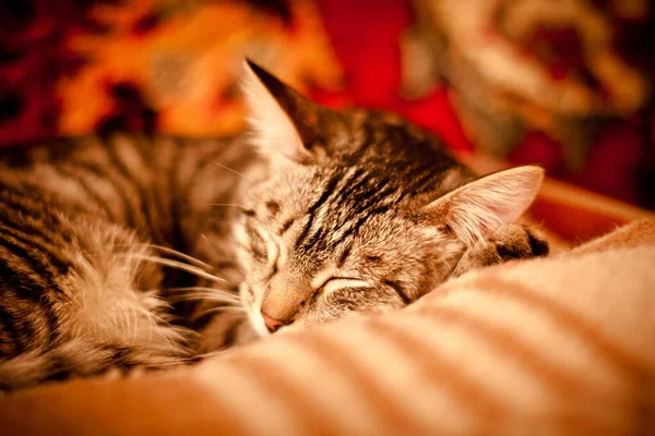 Cat Closeup Portret Portretul Unei Pisici Drăguțe — Fotografie, imagine de stoc