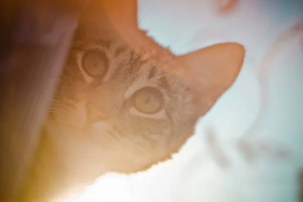 Cat Closeup Portrait Portrait Cute Cat — Stock Photo, Image