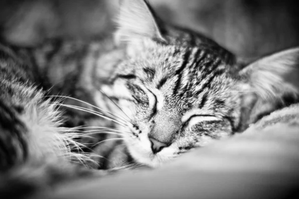 Gros Plan Portrait Chat Portrait Chat Mignon — Photo