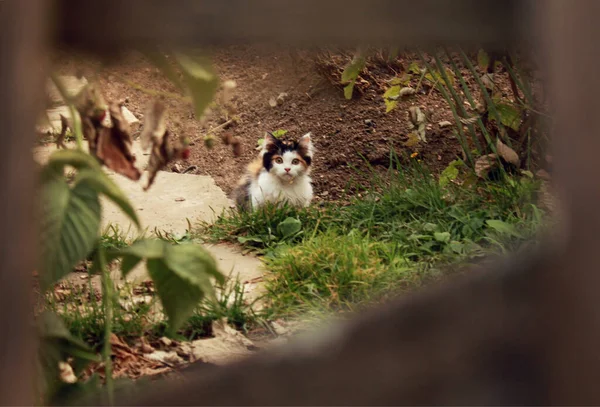 Kedi Portresi Şirin Bir Kedinin Portresi — Stok fotoğraf