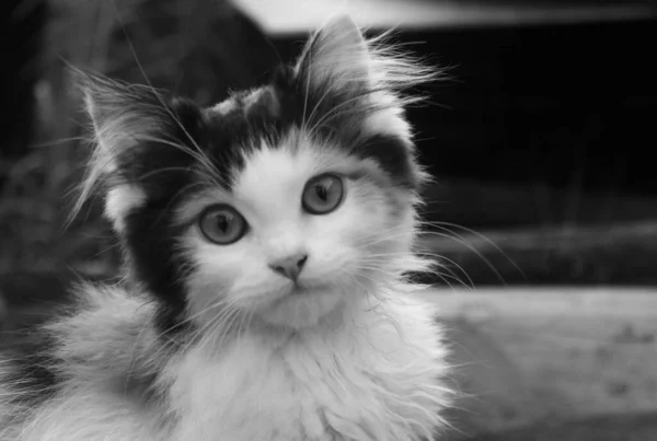 Kedi Portresi Şirin Bir Kedinin Portresi — Stok fotoğraf