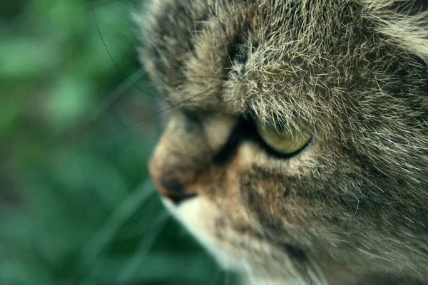 Cat Nahaufnahme Porträt Porträt Einer Niedlichen Katze — Stockfoto