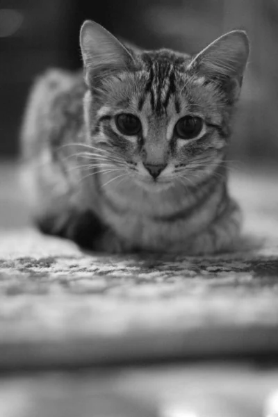 Cat Closeup Portrait Cute Cats Portrait — 스톡 사진