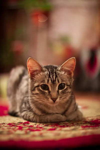 Cat Detailní Portrét Portrét Roztomilé Kočky — Stock fotografie