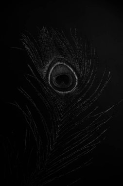 Moda sanat stüdyosu güzel bir kızın siyah beyaz portresi, siyah tüyler ve kadın vücudu.