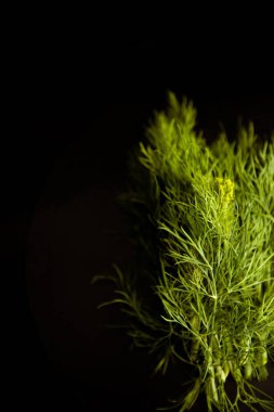 Koyu arkaplanda yeşil dereotu