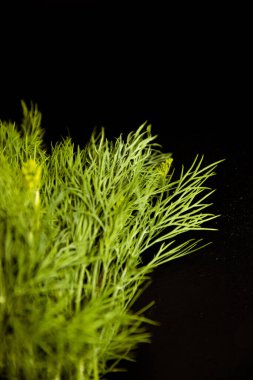 Koyu arkaplanda yeşil dereotu