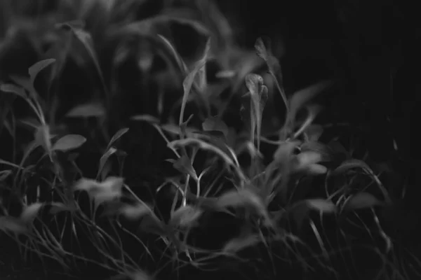 Verduras Sobre Fondo Oscuro —  Fotos de Stock