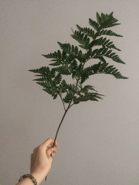 Herbario Coños Ramo Flores Plantas —  Fotos de Stock