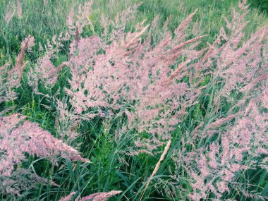 Soyut yeşil doku, doğa arkaplanı