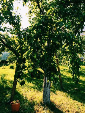 Soyut yeşil doku, doğa arkaplanı